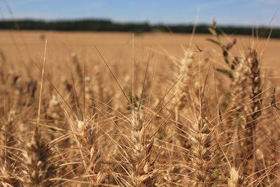 Champ orge Châtillonnais