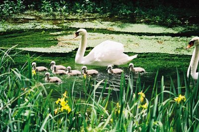 une famille de cygnes sauvages