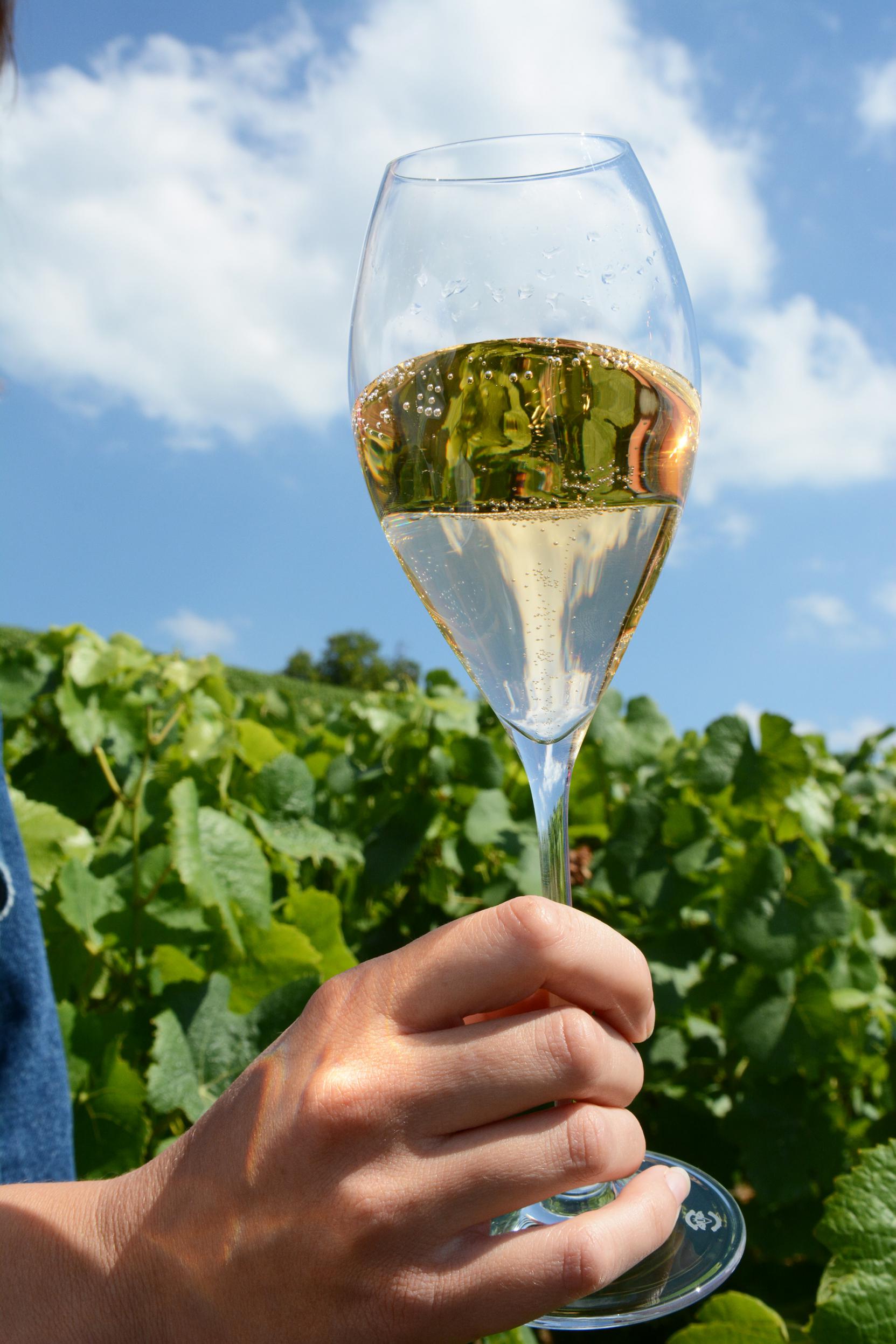 trinquer verre dans les vignes v3