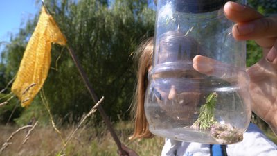 Sortie découverte insectes Jean Ponsignon