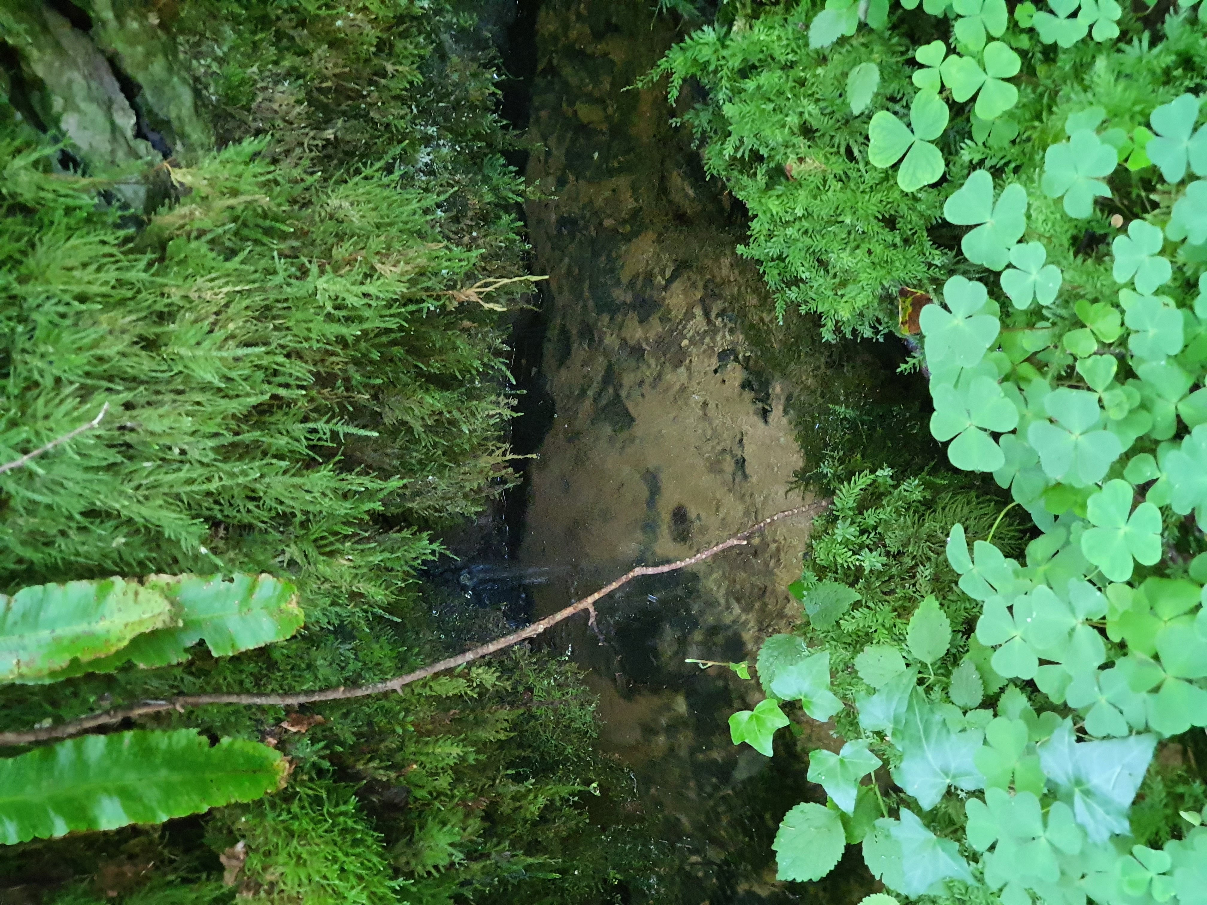 bain de foret
