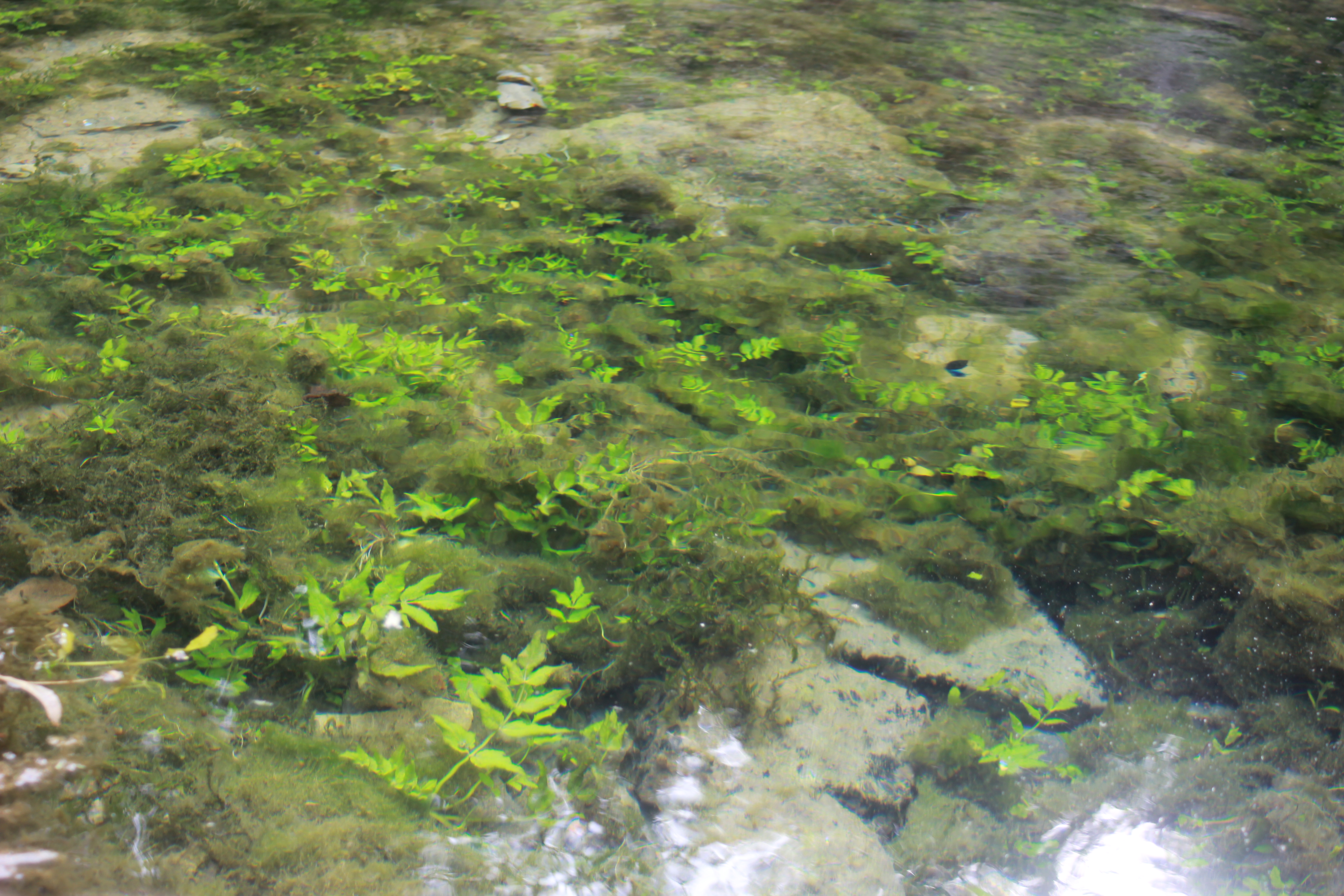 Source de la Douix - Châtillon-sur-Seine