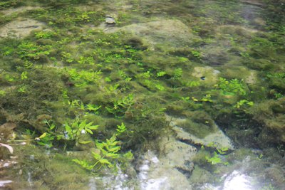 Source de la Douix - Châtillon-sur-Seine