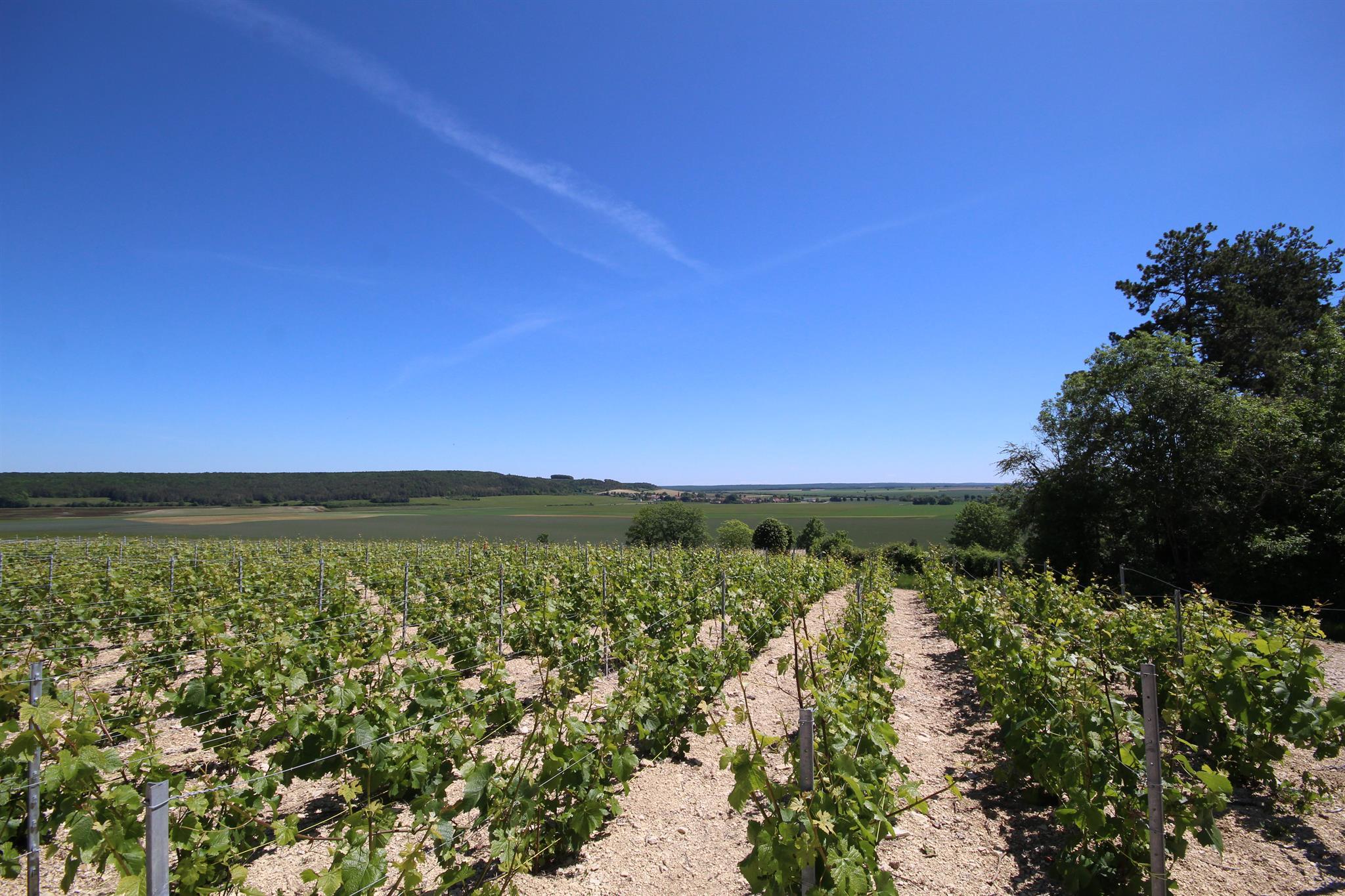 Au pied des Vignes_22