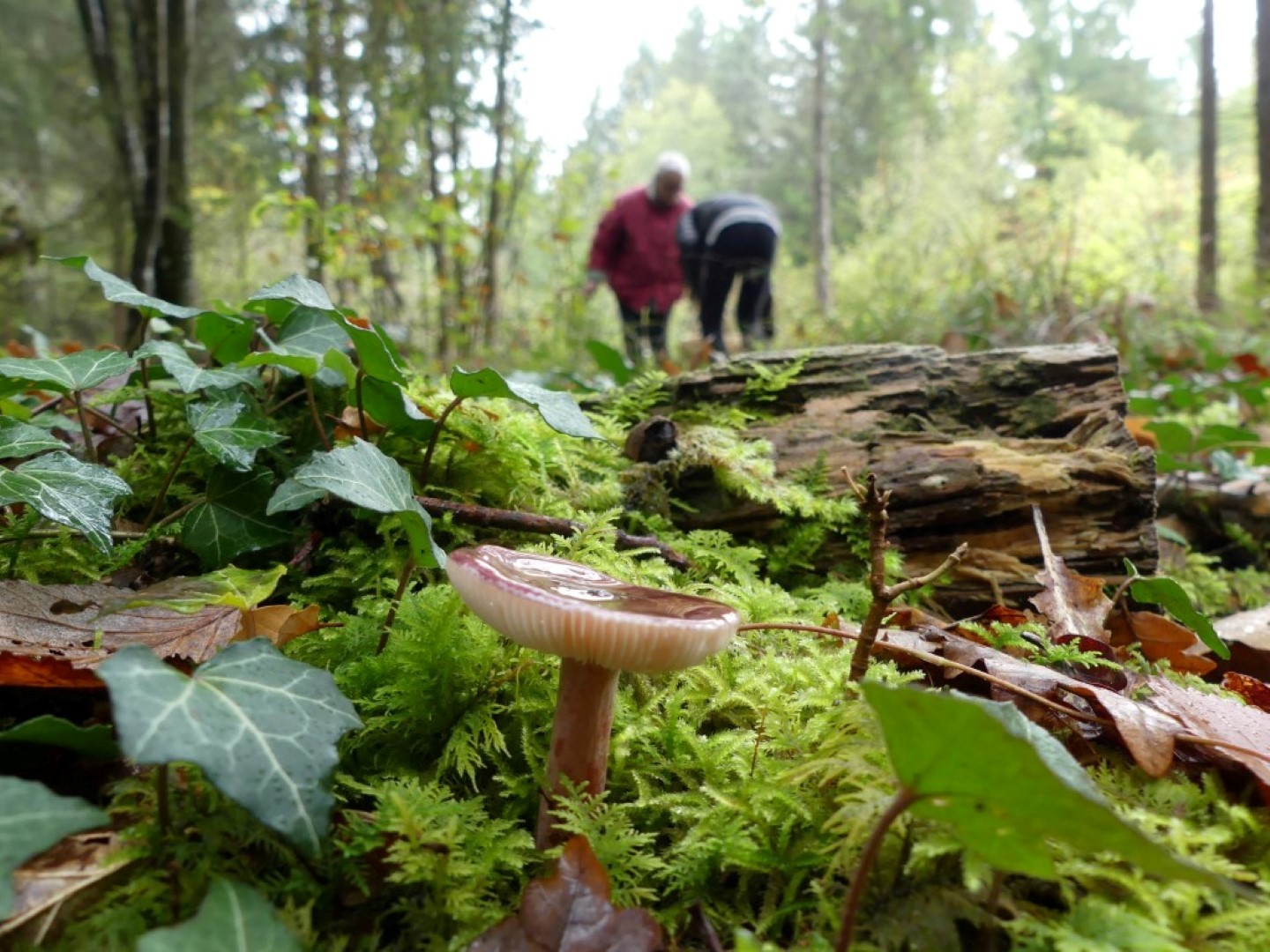 © Maison de la Forêt