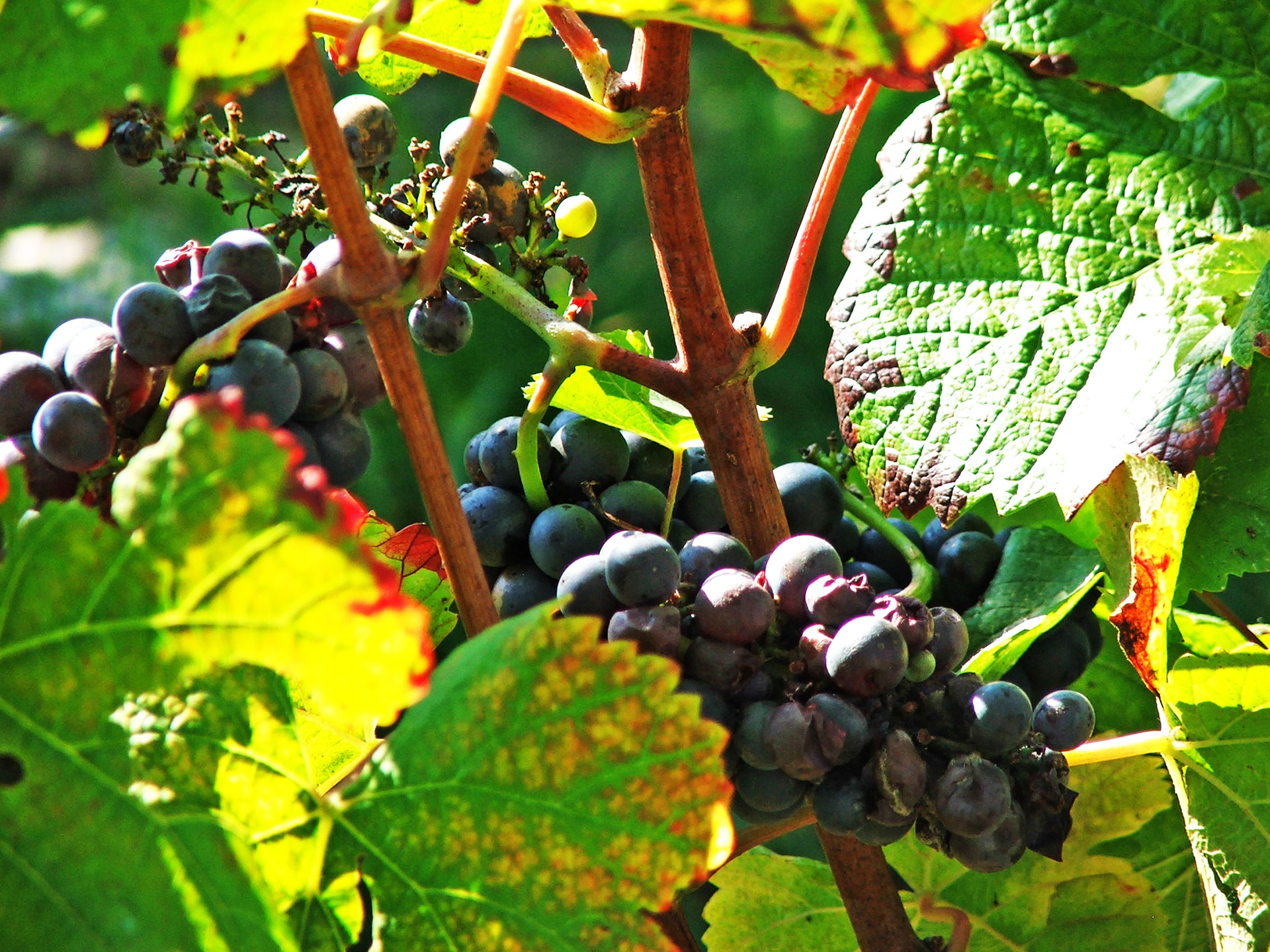 © Muid Monstaugeonnais