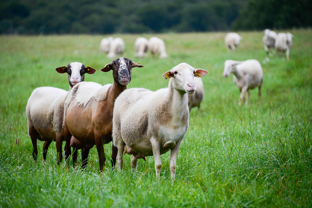 © Céline Lecomte - OFB