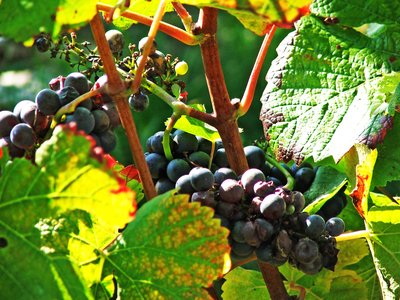 © Muid Monstaugeonnais