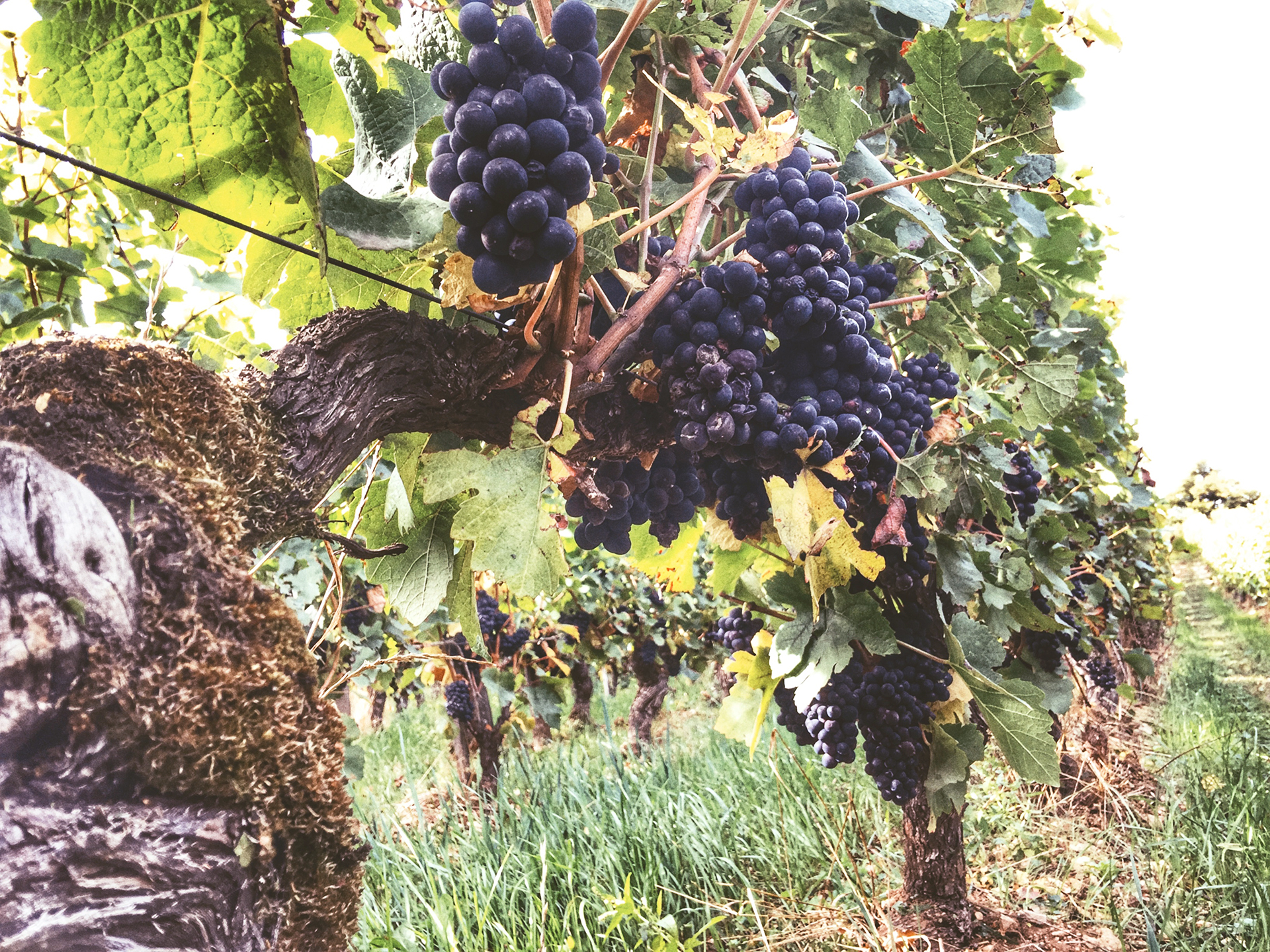 © Muid Monstaugeonnais