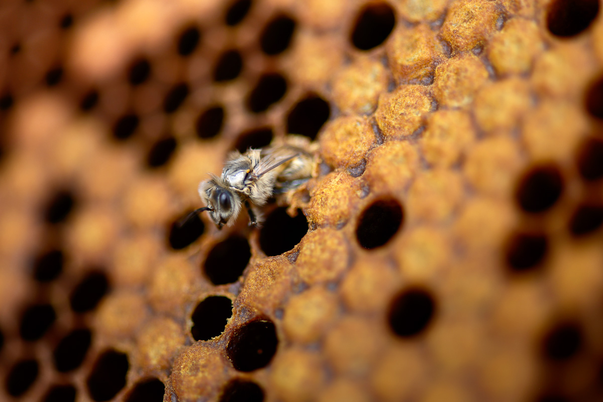 © Céline Lecomte - OFB