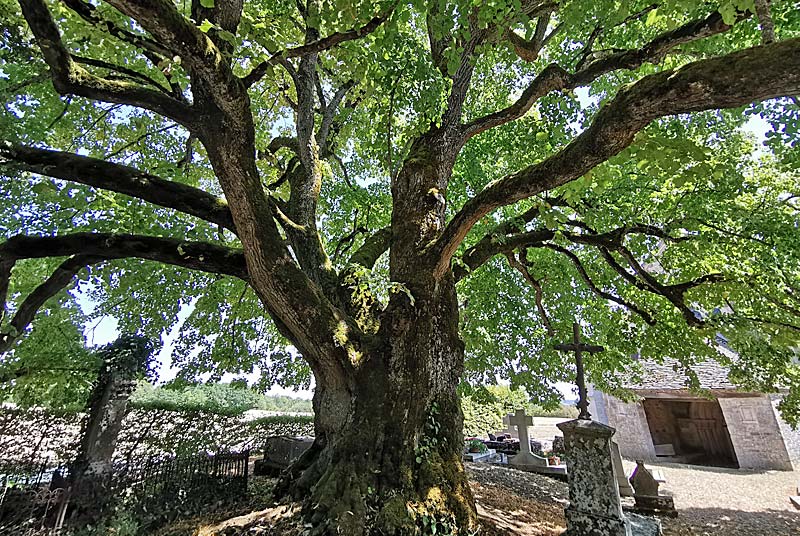 Tilleul Sully d'Aubigny-sur-Badin