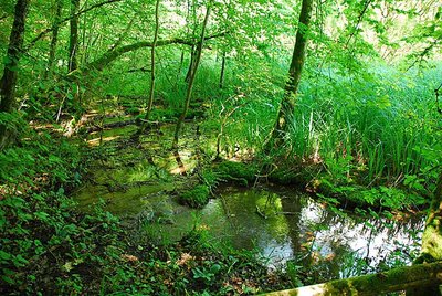 Marais de Senance