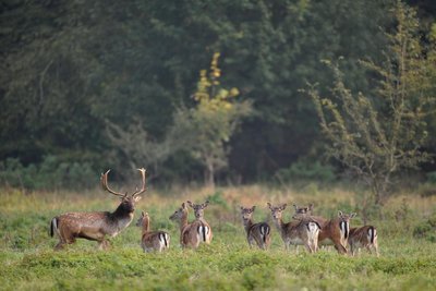 Parc aux daims