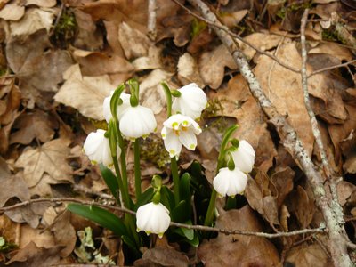 Nivéole de printemps