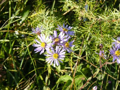 Aster Amelle