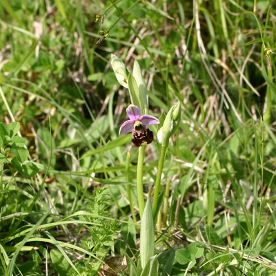 Ophrys bourdon