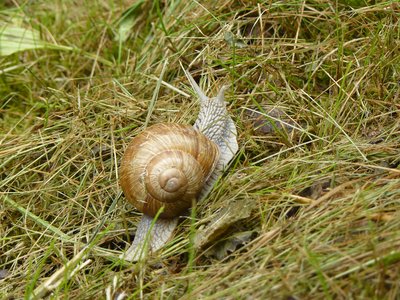 Escargot de Bourgogne