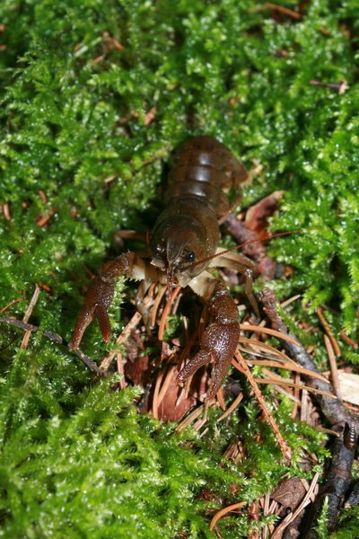 Ecrevisse à pattes blanches