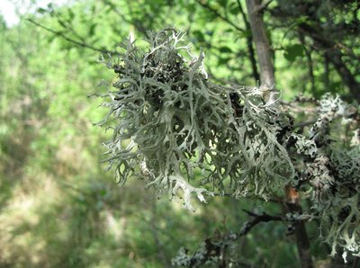 Lichen