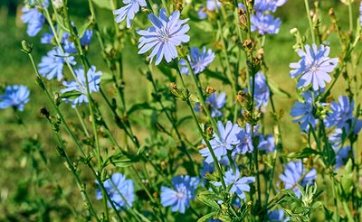 Chicorée sauvage