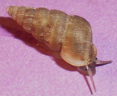 Cochlostome bourguignon