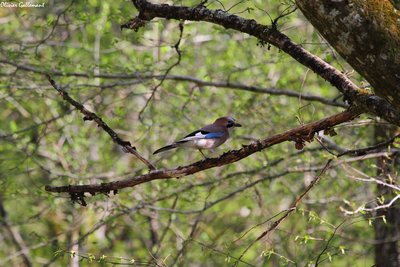 Geai des chênes