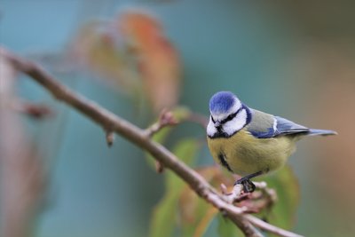 Mésange bleue