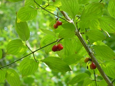 Fruits du cornouiller