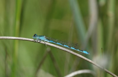 Coenagrion mercuriale