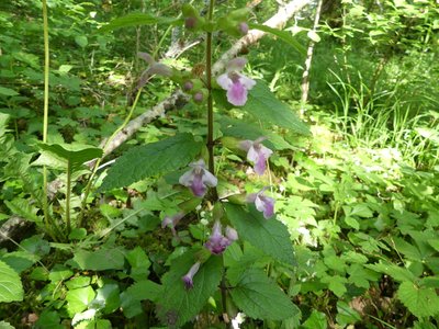 Mélitte à feuilles de mélisse