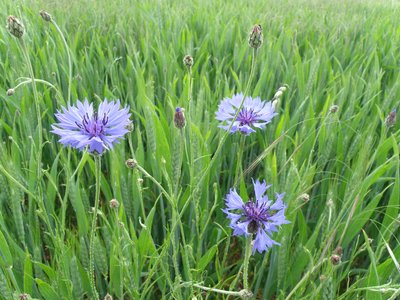 Bleuets dans les blés
