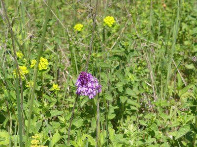 Orchis pyramidal pourpre