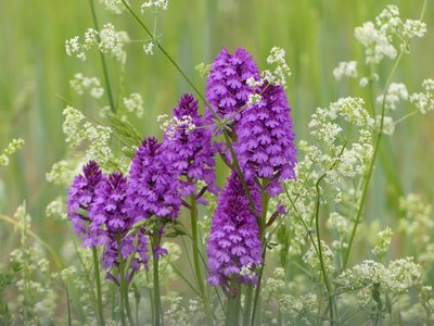 Orchis pyramidal