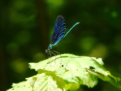 Calopteryx