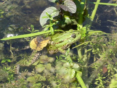 Grenouille rieuse dans la Seine