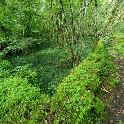 Ancien verger et muret forestier - Montsaugeonnais