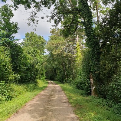 Arbres le long de la voie de France - Vaux