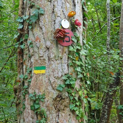Dendro-microhabitats présent sur le sentier