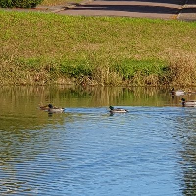 Quelques canards colvert sur l'étang de Vaux