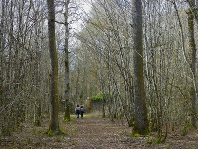 Promeneurs dans la forêt d'Arc-Châteauvillain