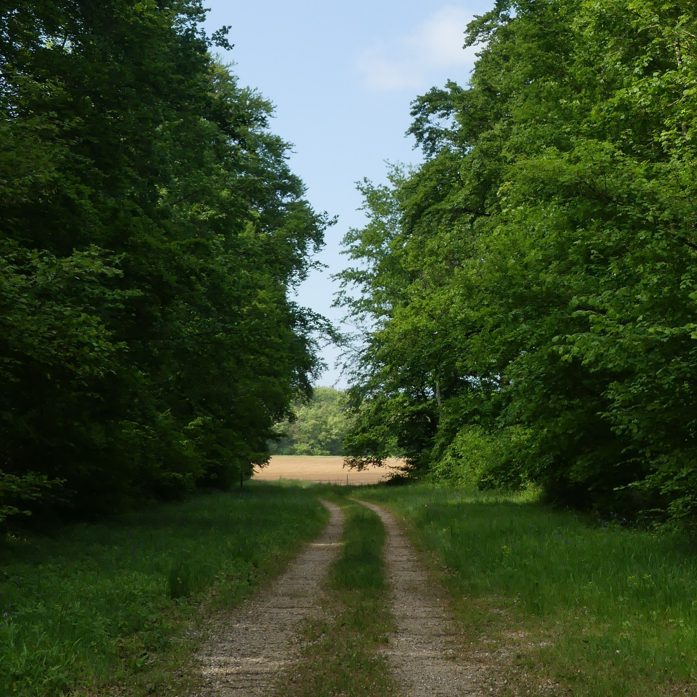 Le signal de SaintLoup Rando forêts