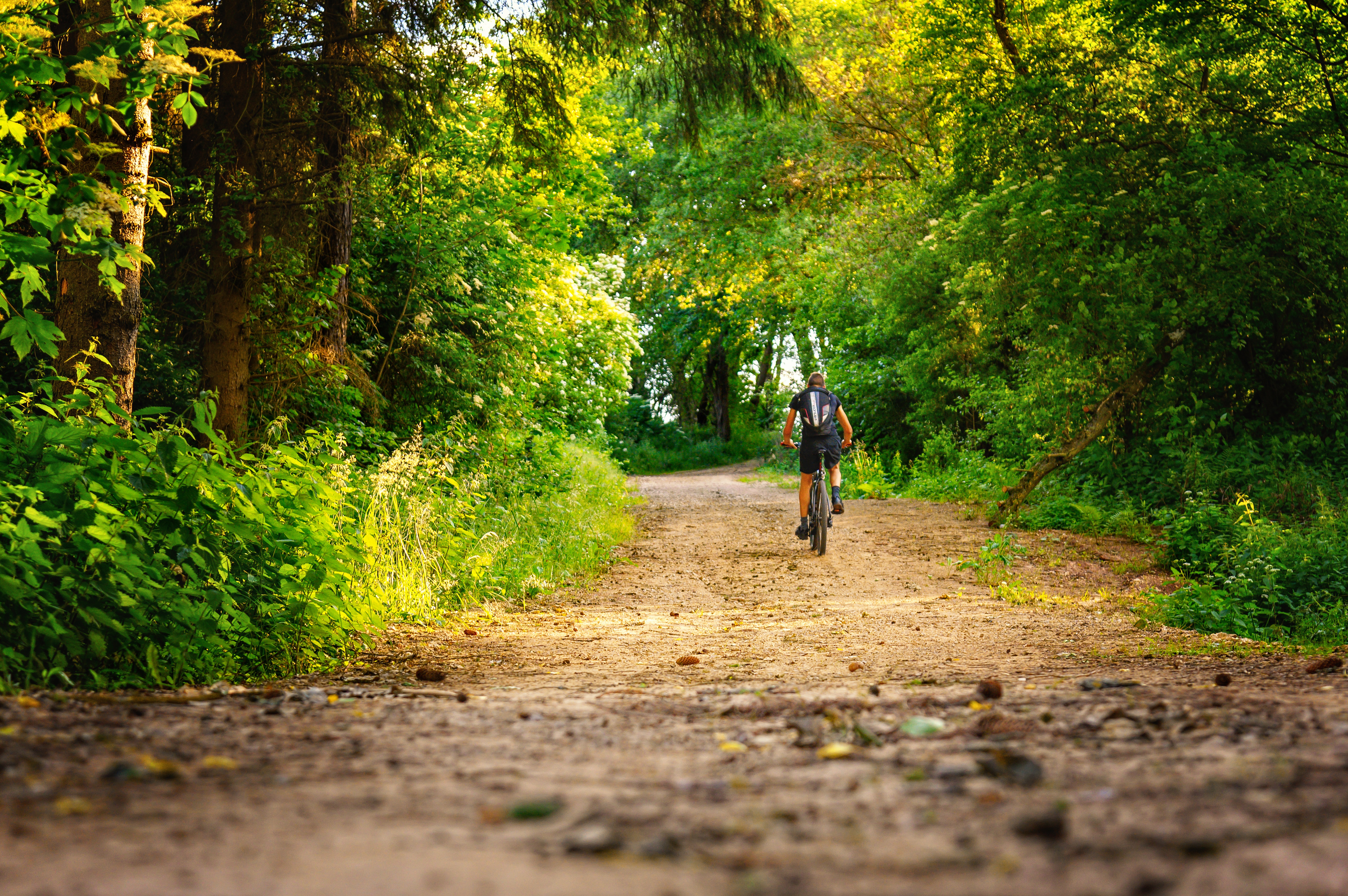 Cycliste en forêt