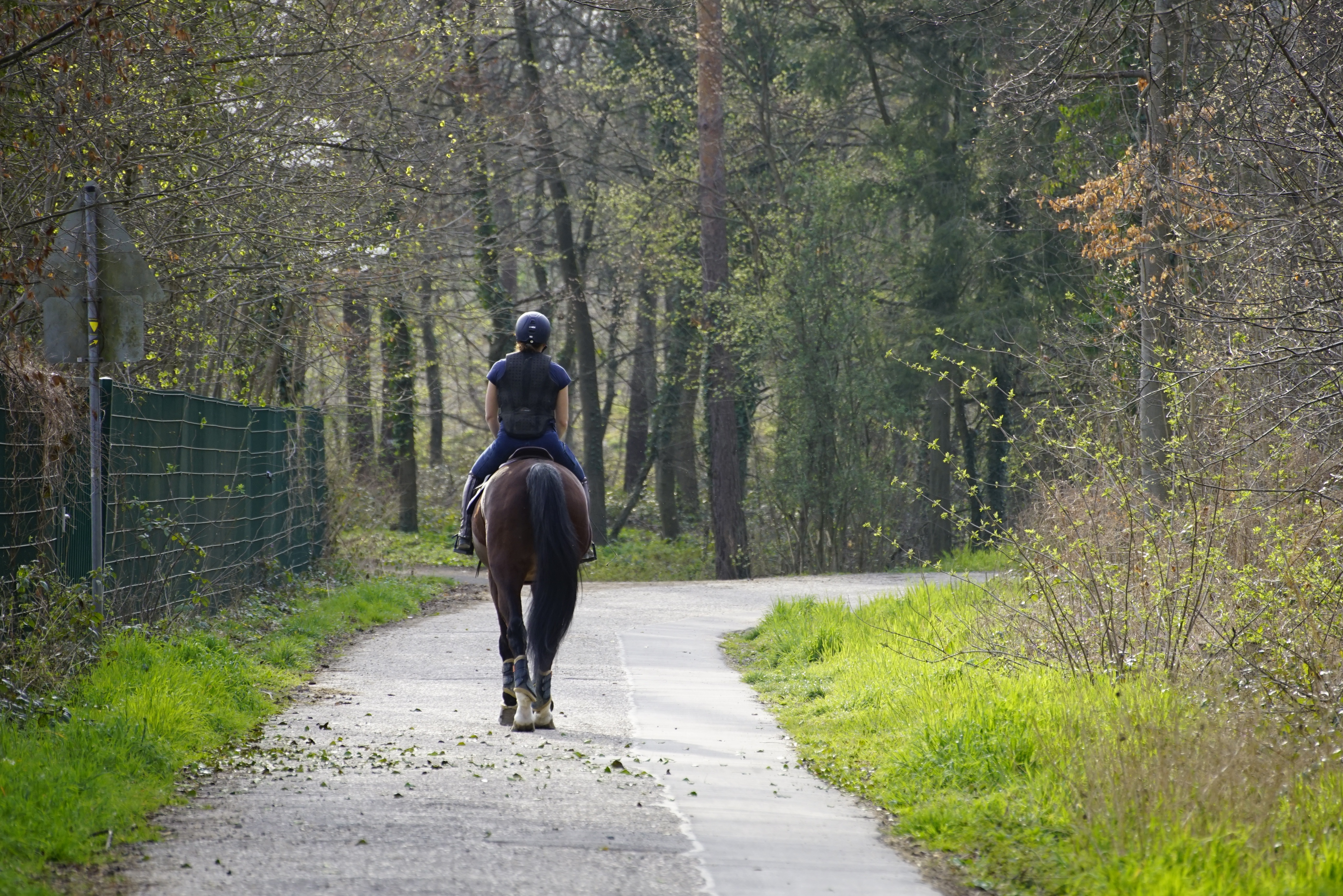 Cavalier en forêt
