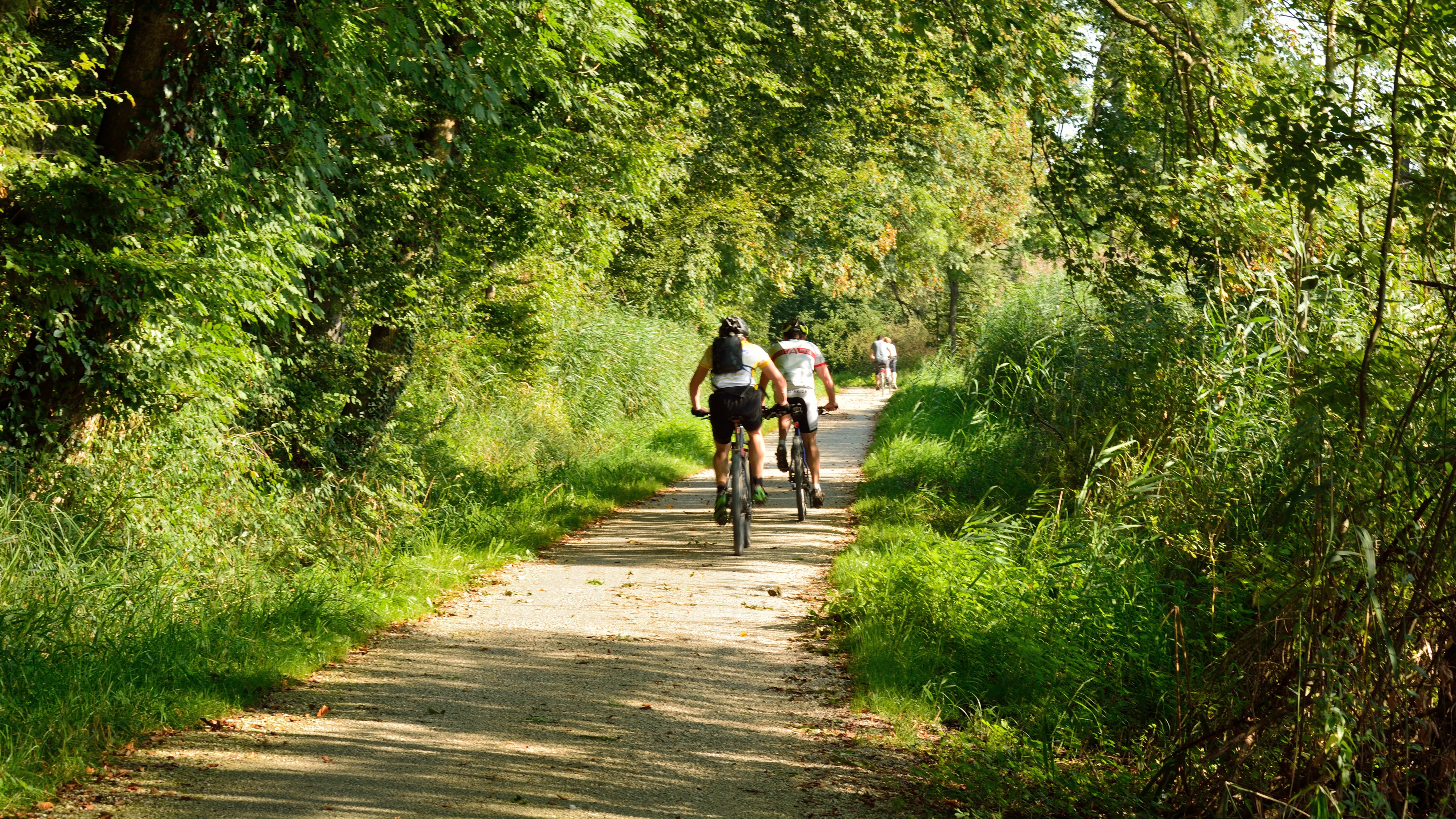 Cyclistes en forêt