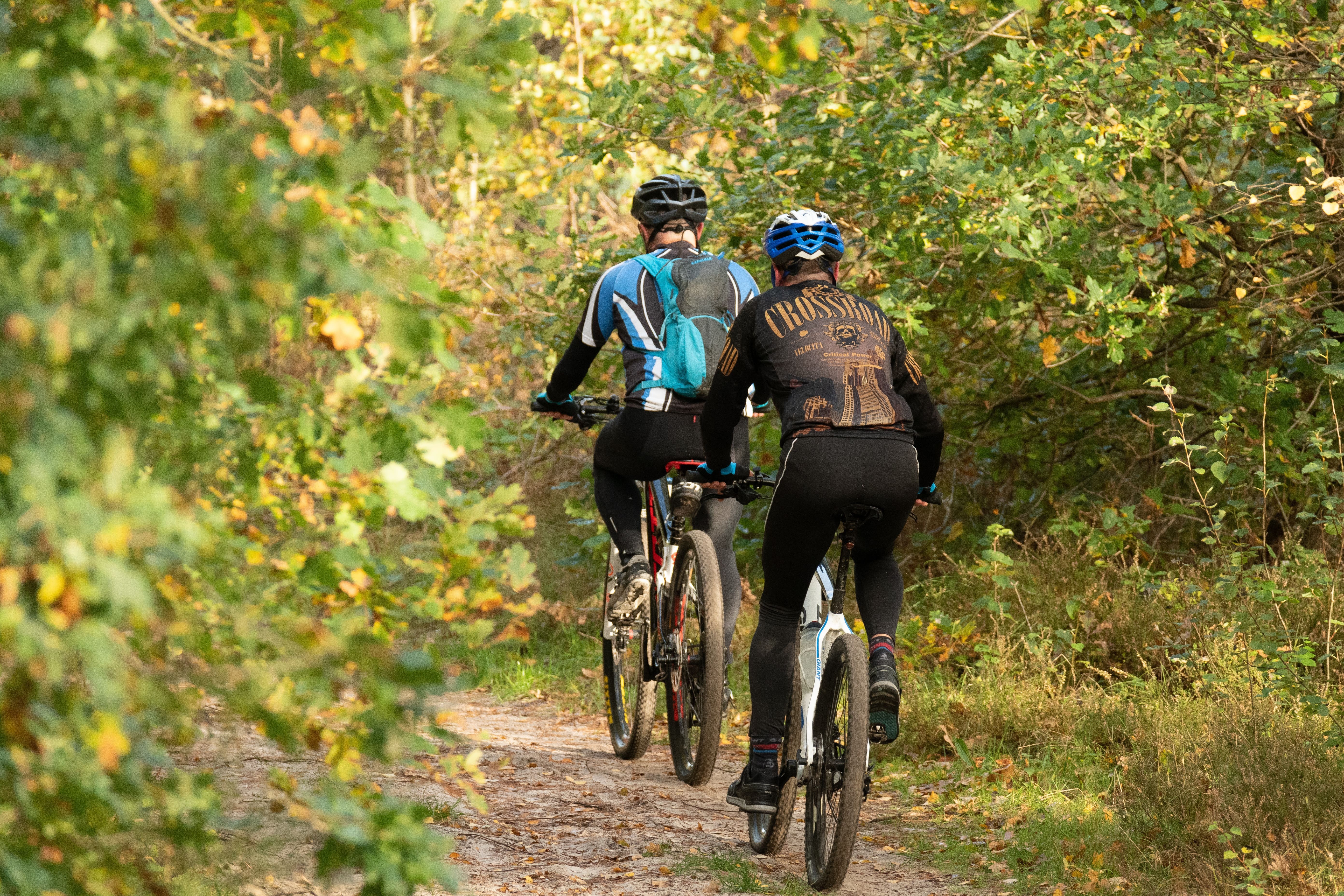 Cyclistes en forêt
