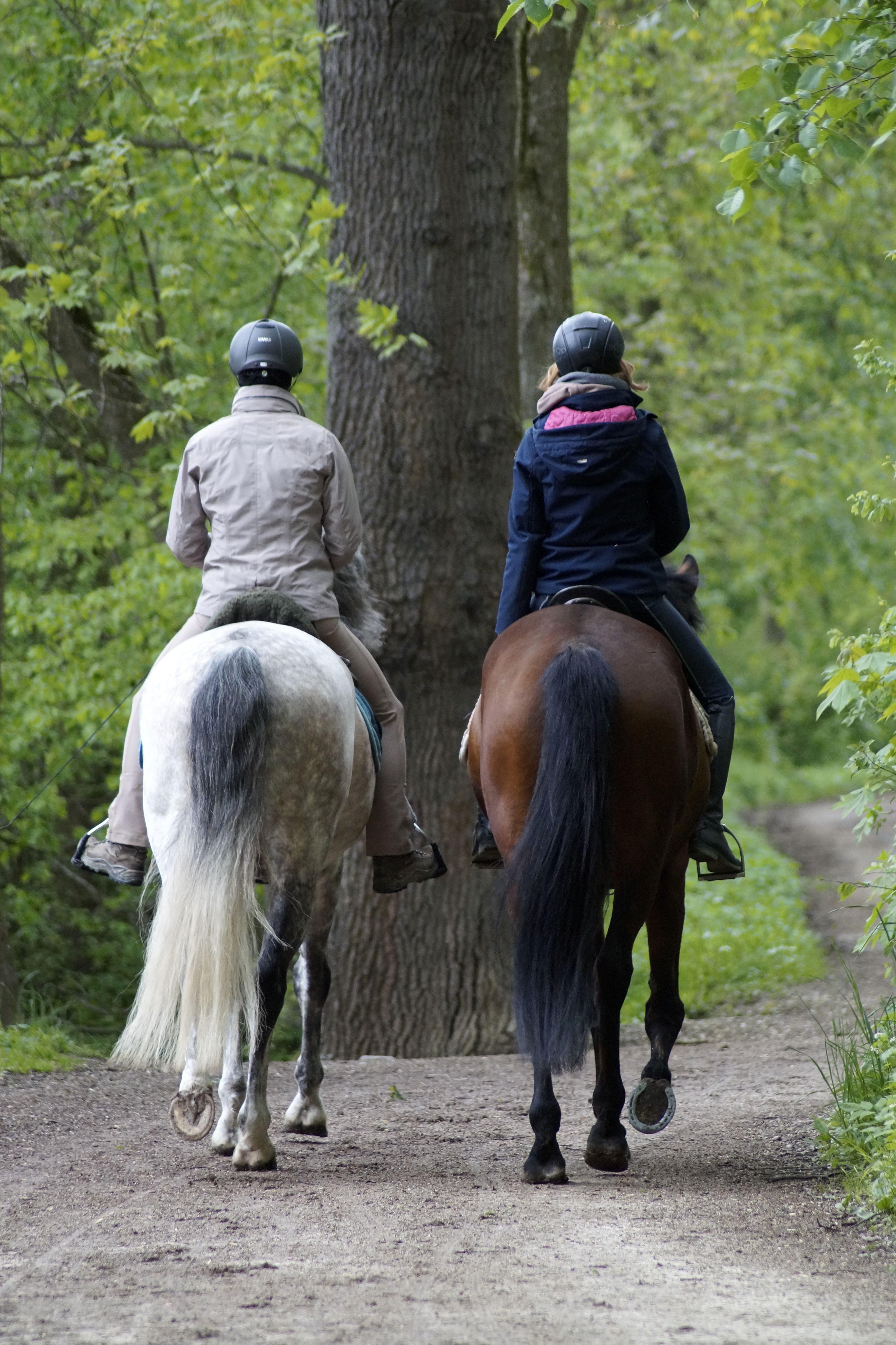 Cavaliers en forêt